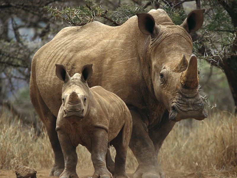 Mama_Rinoceronte_800