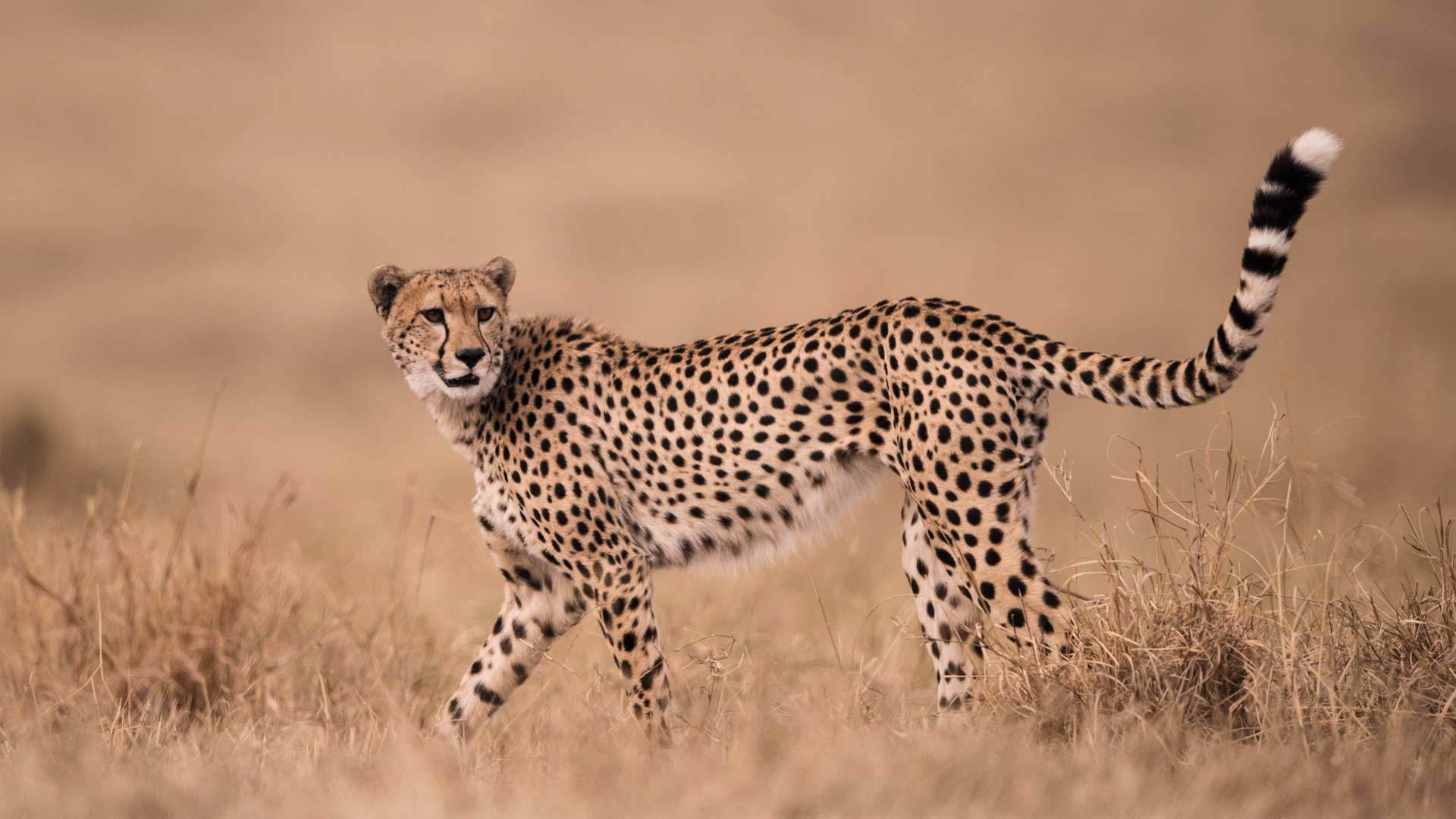 SR_cheetah