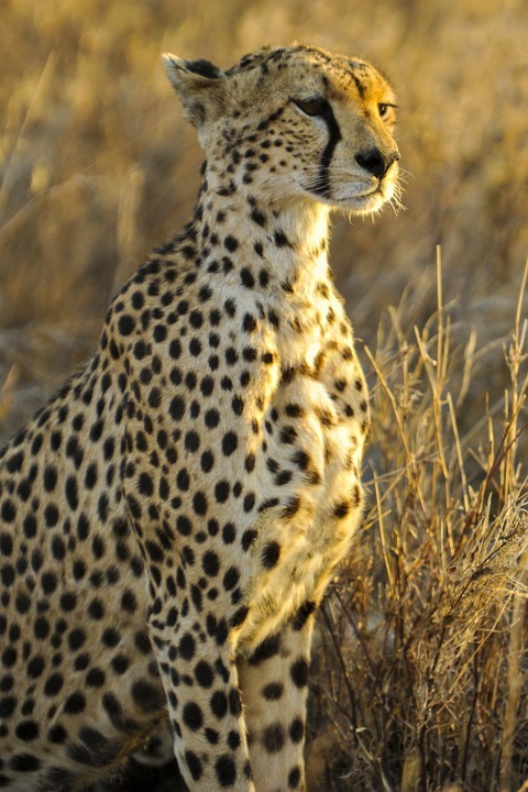 cheetah-591855_960_720